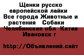 Щенки русско европейской лайки - Все города Животные и растения » Собаки   . Челябинская обл.,Катав-Ивановск г.